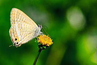 yellow and white butterfly on yellow flower, long-tailed blue HD wallpaper