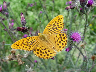 closeup photo of yellow and black dotted butterfly