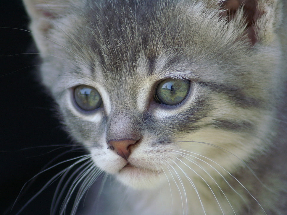 macro shot of gray cat HD wallpaper