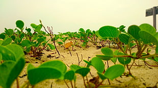 green leaf plant, nature, lotus flowers, beach, Sri Lanka HD wallpaper