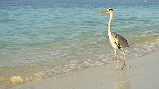 black and gray Egret bird on shore
