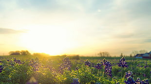 purple lavenders, summer, Sun HD wallpaper