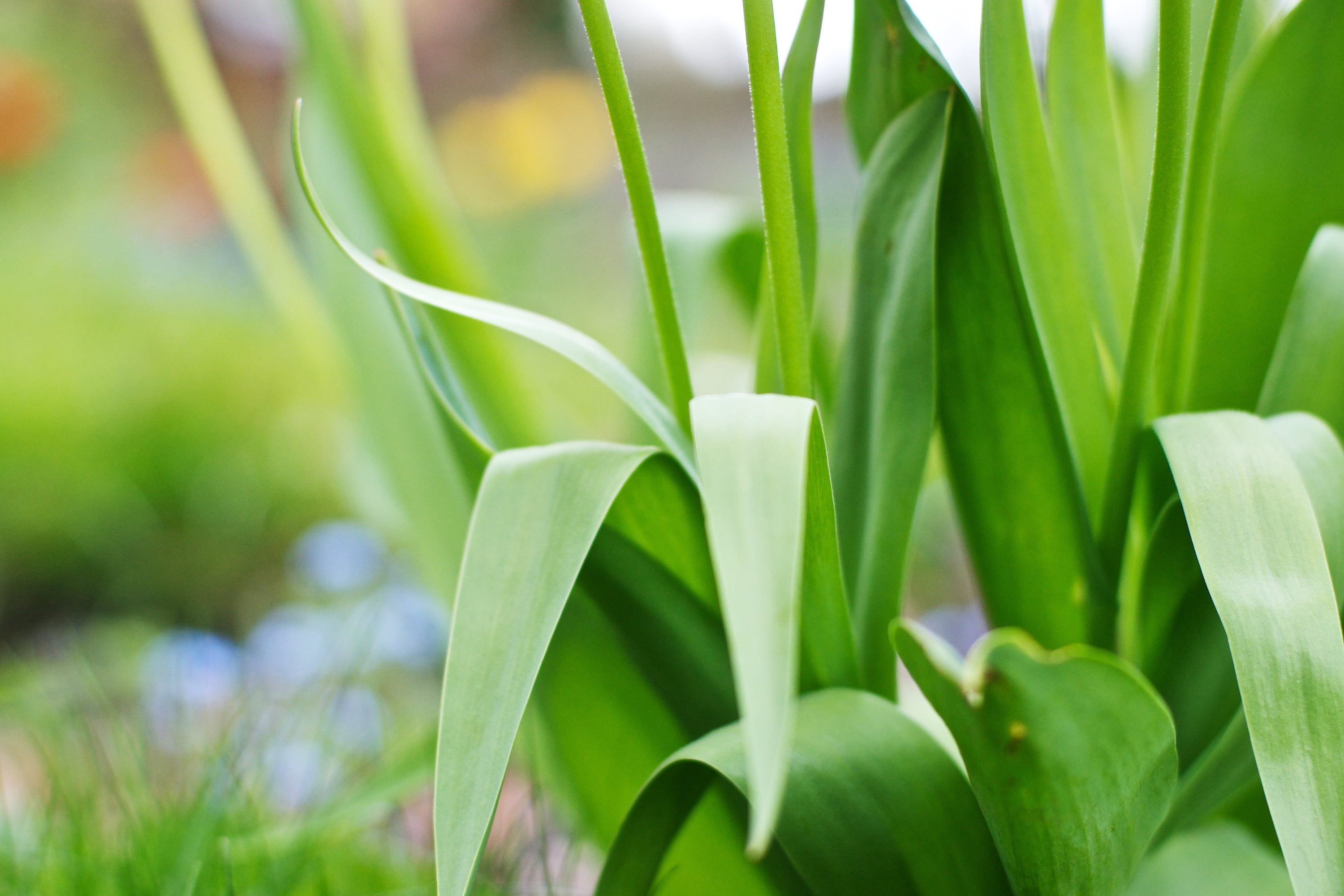 close-up photo of green leaf plant at daytime