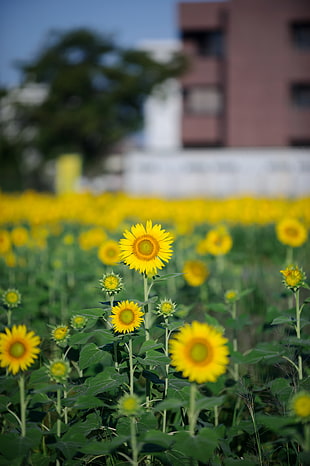 selective focus photo of yellow petaled flowers field