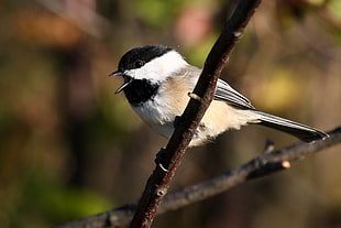 shallow focus photography of white and black bird on tree branch, chickadee