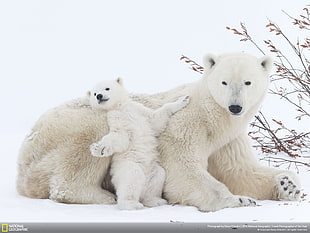 two white polar bears, animals, National Geographic, polar bears, snow HD wallpaper