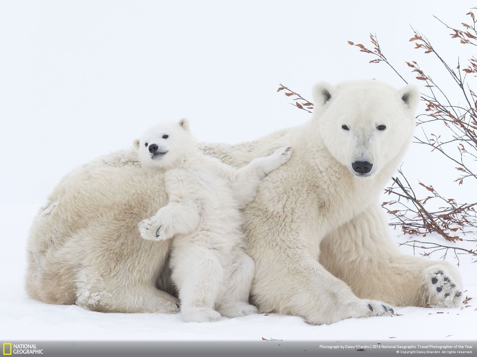 two white polar bears, animals, National Geographic, polar bears, snow