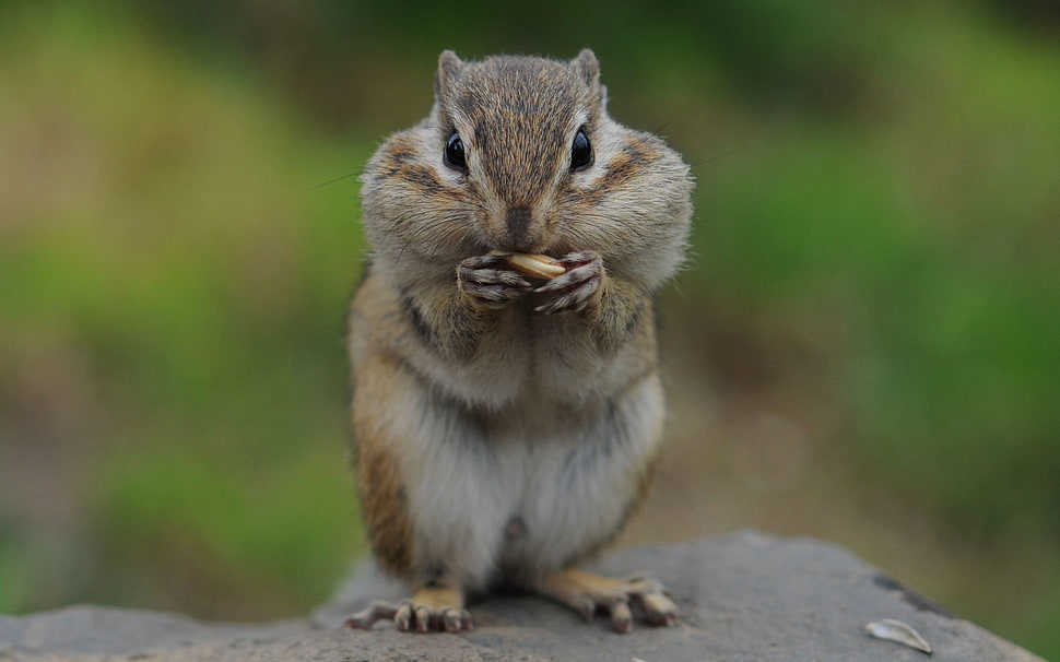 brown squirrel during daytime HD wallpaper