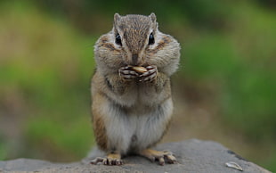 brown squirrel during daytime