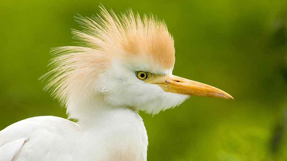 Cattle Egret HD wallpaper