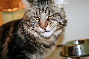 silver tabby cat near in stainless steel bowl HD wallpaper