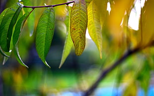 macro shot of leaves
