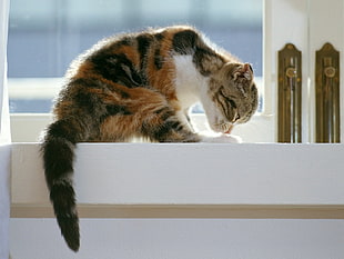 Calico cat sitting near white glass window