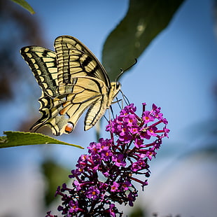 Tiger Swallowtail Butterfly perched on purple petaled flower shallow focus photography HD wallpaper