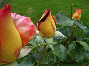 photo of yellow rose plant