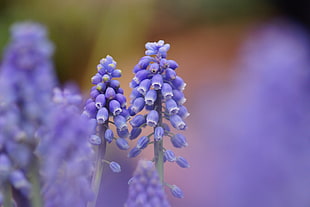 tilt-shift photography of purple bell petaled flowers
