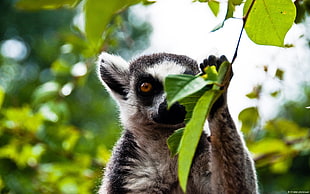 gray animal, animals, lemurs, leaves