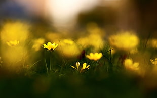 photography of yellow flowers HD wallpaper