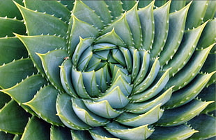 green succulent plant HD wallpaper