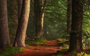 brown trees, nature, landscape, forest, path HD wallpaper