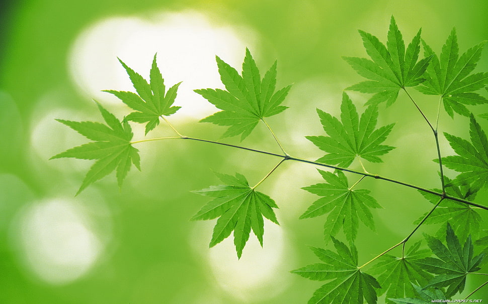 green leaf plants HD wallpaper
