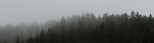 Norfolk pine trees during foggy season HD wallpaper
