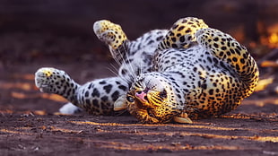 leopard cat on brown surface