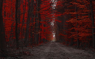 orange leafed trees, red, forest, nature, path HD wallpaper