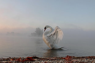 white swan, animals, nature, swan, lake