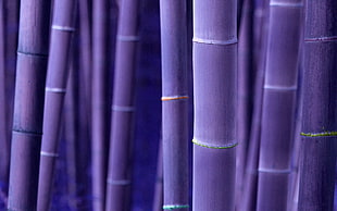 purple bamboos, bamboo, digital art, purple HD wallpaper