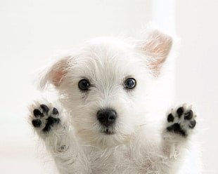 white puppy HD wallpaper