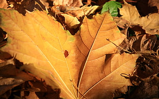 closeup photography of brown dry leaf