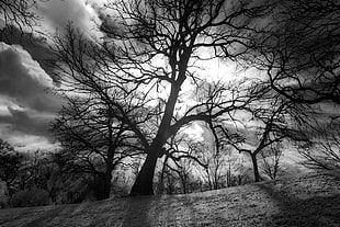 gray scale photo silhouette of the tree against the light HD wallpaper