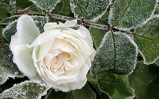 closeup photography of white Rose flower