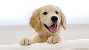 golden retriever puppy, puppies, dog, golden retrievers, animals HD wallpaper