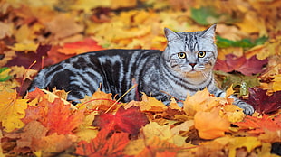 gray tabby cat on leaves
