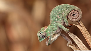 green iguana, animals, chameleons, nature, happy HD wallpaper