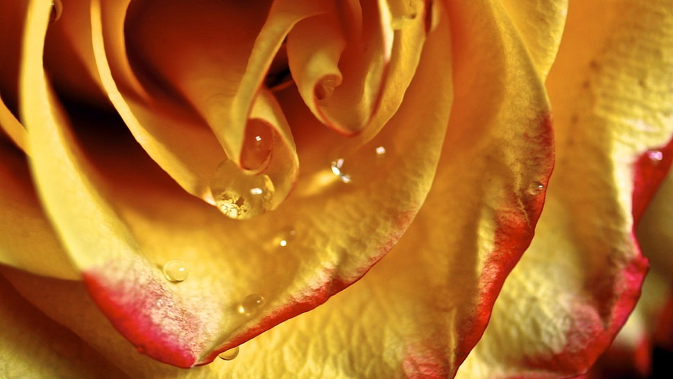 yellow and red petaled flower HD wallpaper