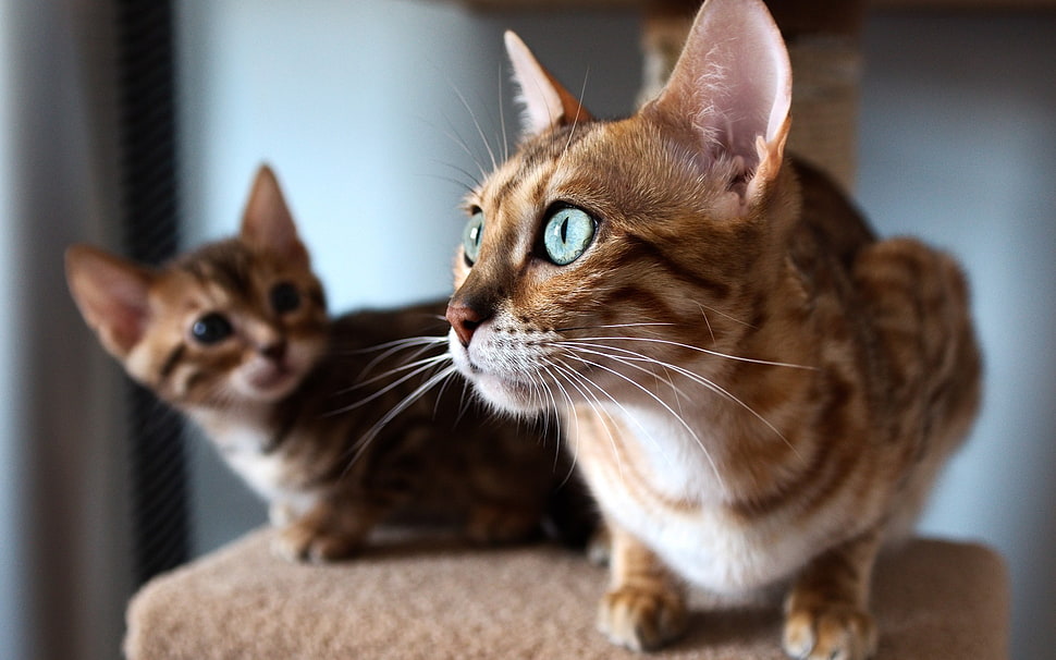 two short-furred brown tabby kittens, animals, cat, closeup HD wallpaper