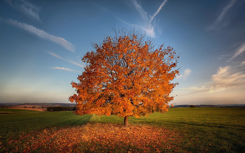 brown tree under cloudy sky during daytime HD wallpaper