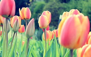 orange and pink tulips, tulips, Dutch, Netherlands, flowers HD wallpaper