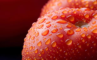 shallow focus photography of water moist on red fruit