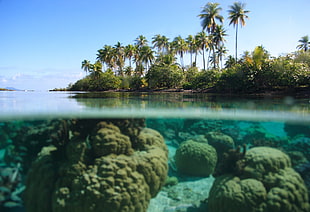 black rock formations, tropical, water, split view