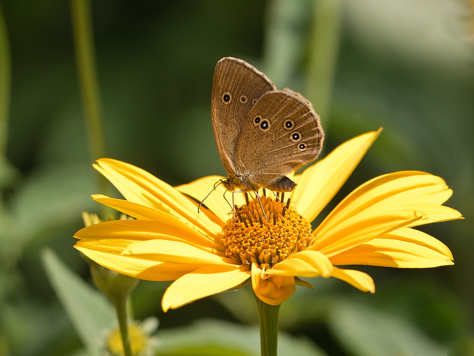 Gatekeeper Butterfly perched on yellow petaled flower in closeup photography HD wallpaper
