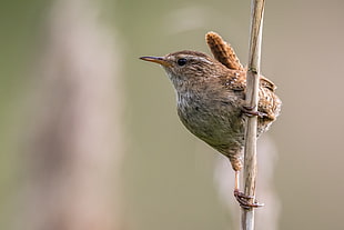 brown bird perching during daytime, wren