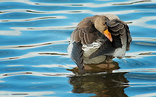 gray and white duck