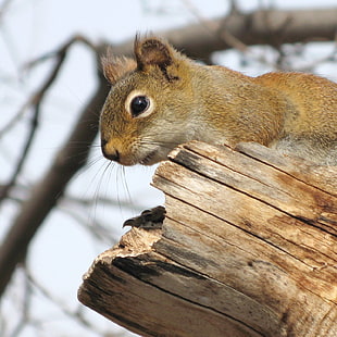 brown squirrel above on wood log, red squirrel