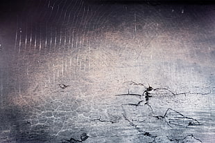 Art,  Texture,  Wall,  Spiders
