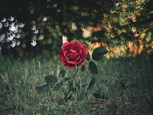 red rose, Rose, Bush, Glare