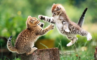 two brown Tabby kittens, cat, animals, kittens HD wallpaper